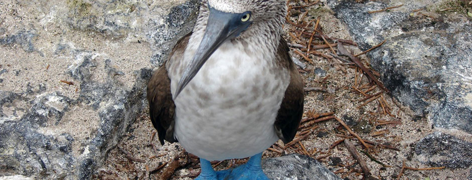Galápagos Ilhas do Oeste com Iate La Pinta