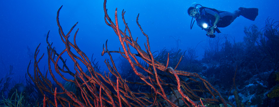 wpw curacao 06