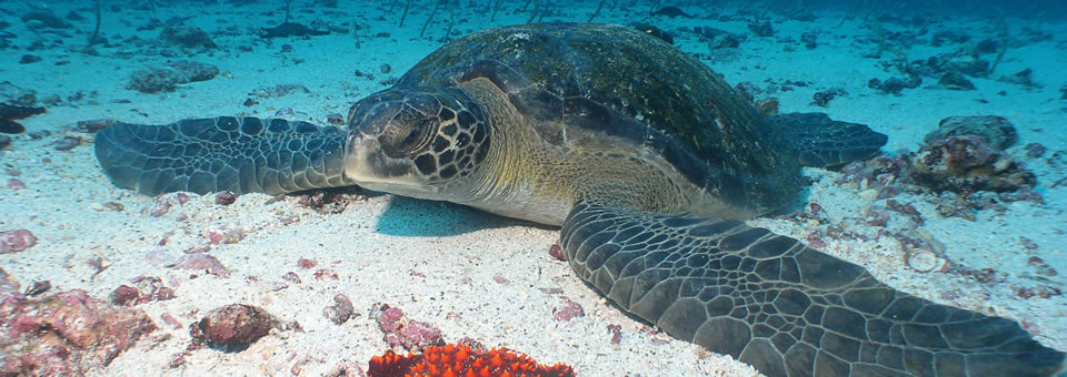 TARTARUGA MARINHA
