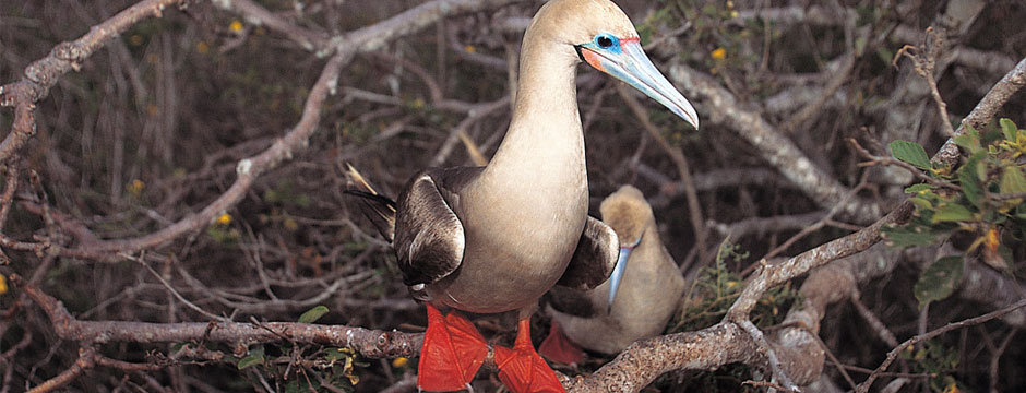 Galápagos Ilhas Centrais com Iate Isabela II