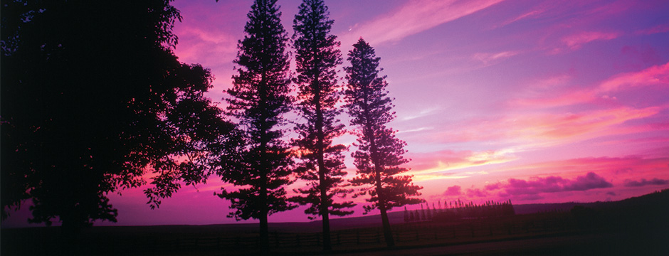 Aloha Hawaii