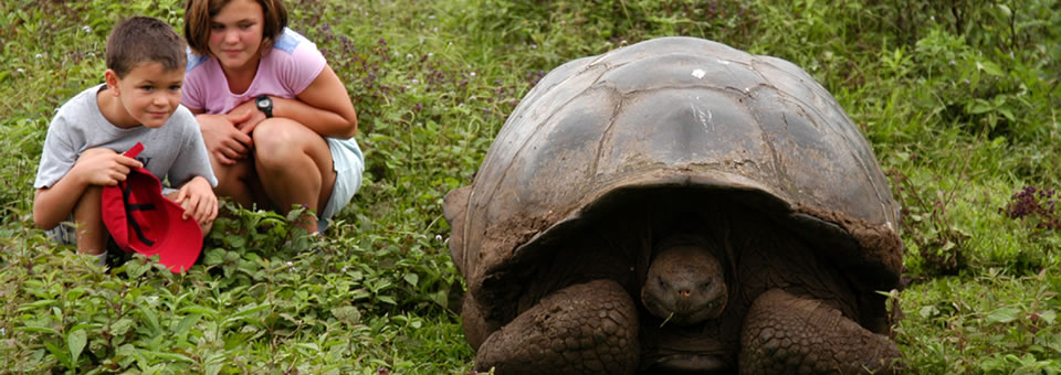 TARTARUGA DE GALAPAGOS