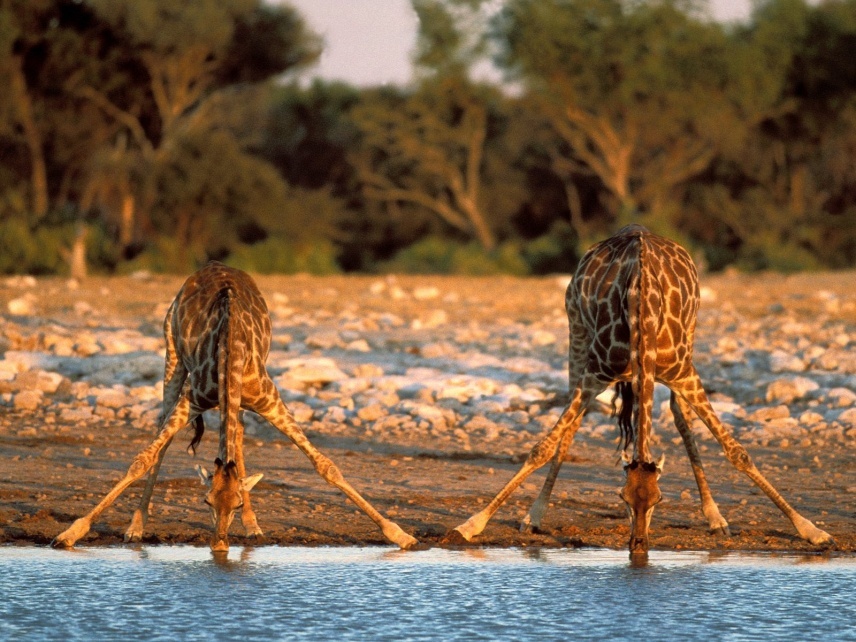 Fotos Namíbia Etosha
