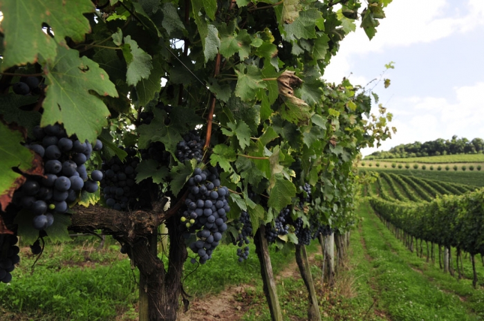 Vinicola_serra gaucha