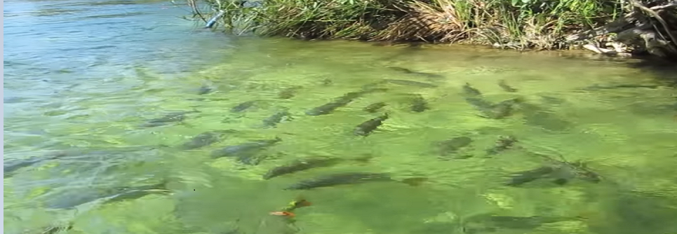 Bonito com Crianças menores de 5 anos SerraBodoquena