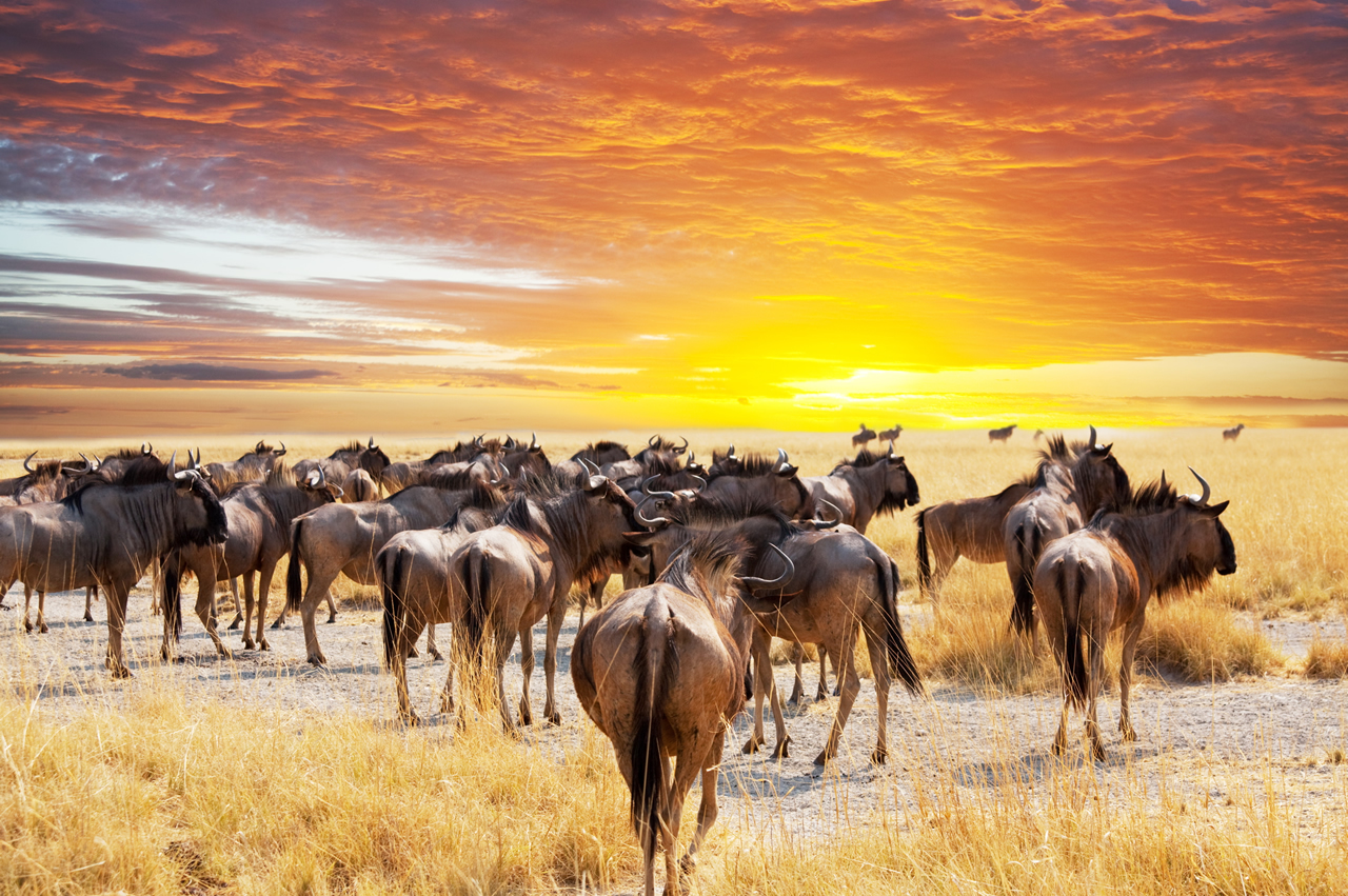 africa_11