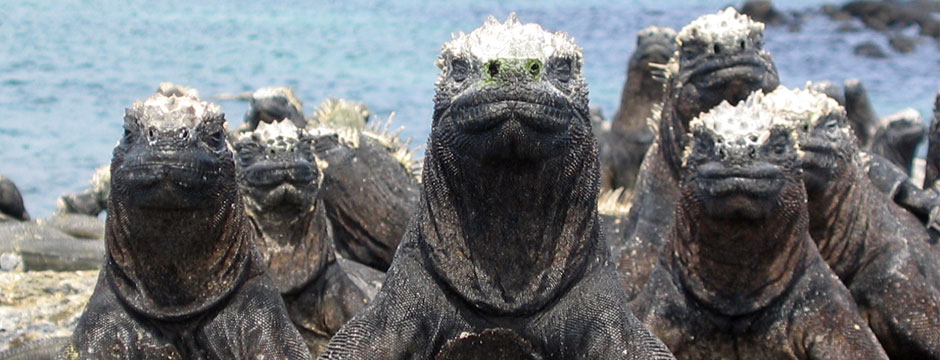 Galápagos Ilhas do Norte com Iate La Pinta