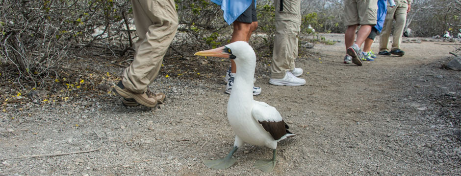 Galápagos Ilhas do Norte com Iate La Pinta