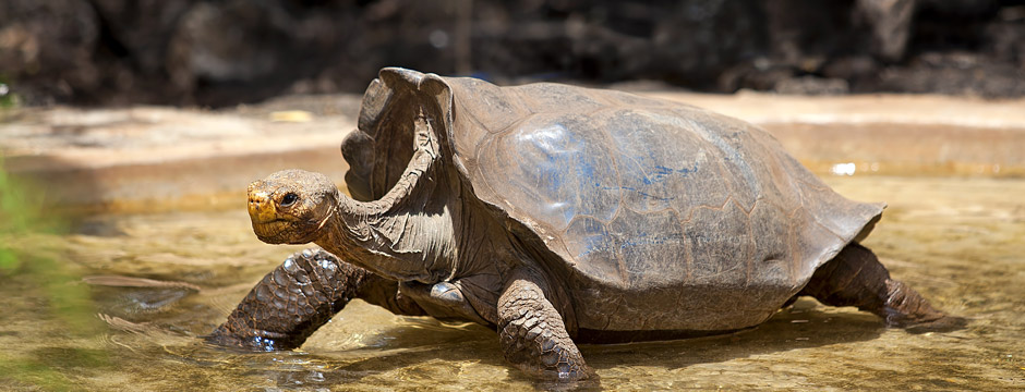Galápagos Ilhas do Norte e Quito Galápagos Ilhas do Norte e Quito - sem aéreo