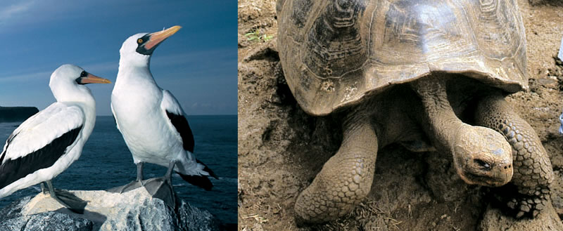 Quito e Galápagos Promocional Galápagos1