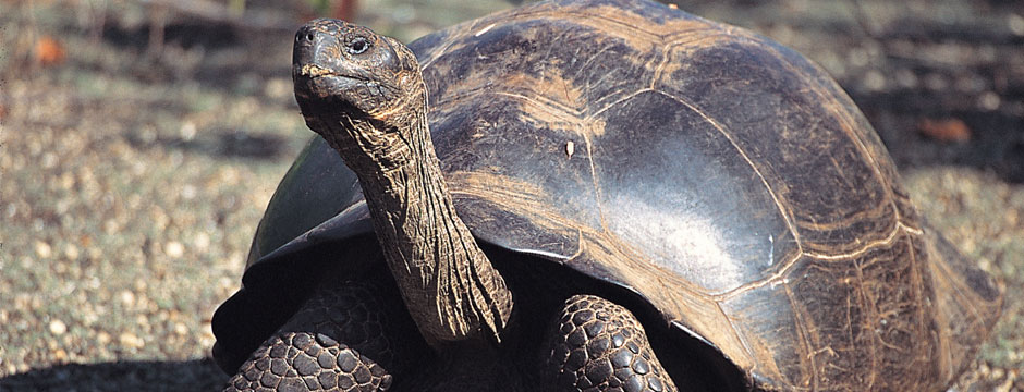 Galápagos Ilhas do Norte com Iate La Pinta