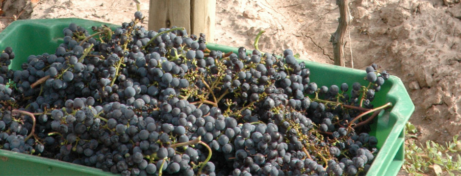 Experiência Malbec - pousadas no Vale de Uco Mendoza Chadornnay - sem aéreo