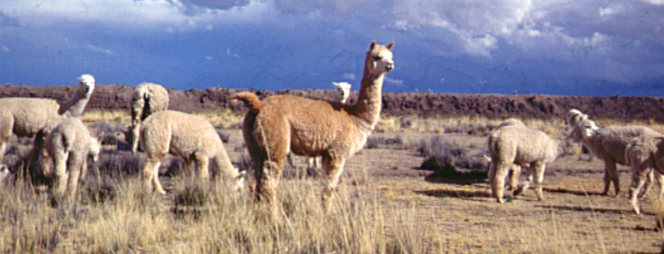 Machu Picchu e Vale dos Incas