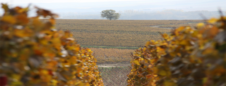 Champagne e Borgonha - Beaune - 5 noites
