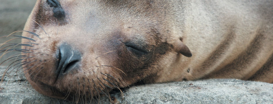 Galápagos Ilhas do Norte - Navio Santa Cruz II