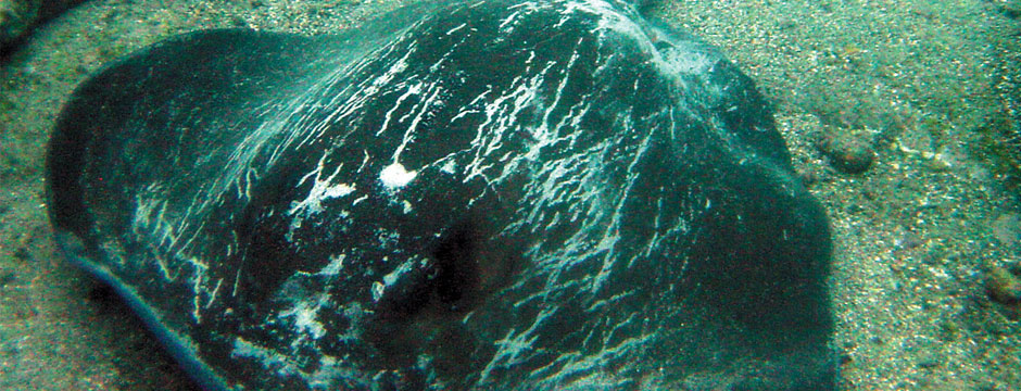 Galápagos Ilhas Centrais com Iate Isabela II