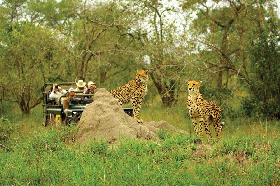 Mala Mala Main Camp