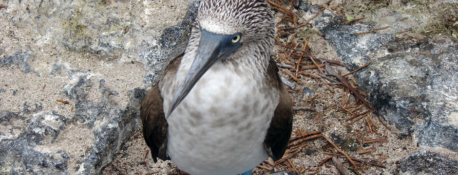 Galápagos Ilhas do Norte com Iate La Pinta