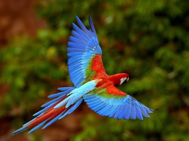 Arara- Byo