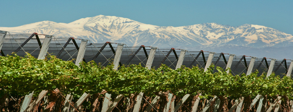 Entre Vinhos & Oliveiras - hotéis em Mendoza Entre vinhedos e oliveiras