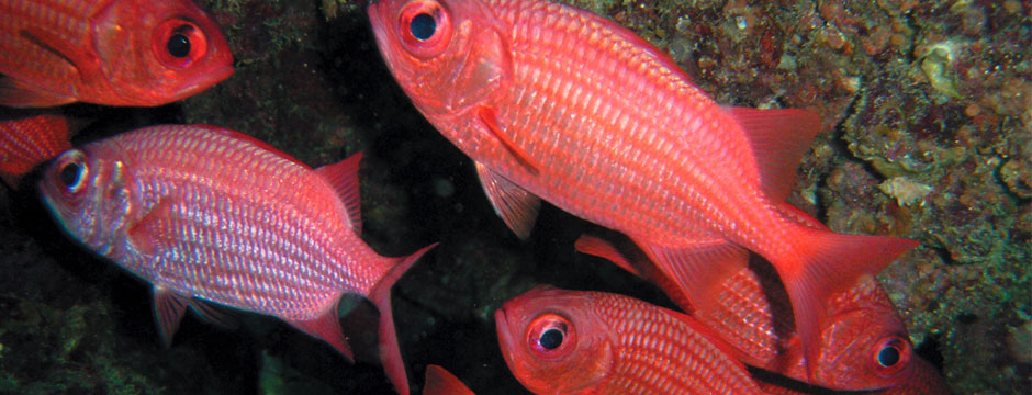 Galápagos Ilhas do Norte com Iate La Pinta
