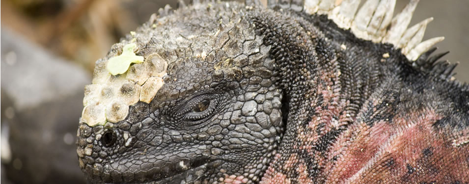 galap iguana