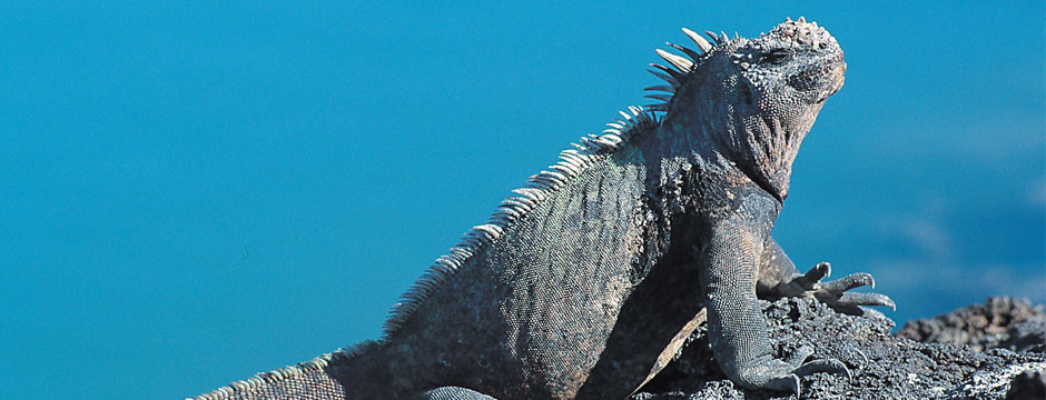 Galápagos Ilhas Centrais com Iate Isabela II