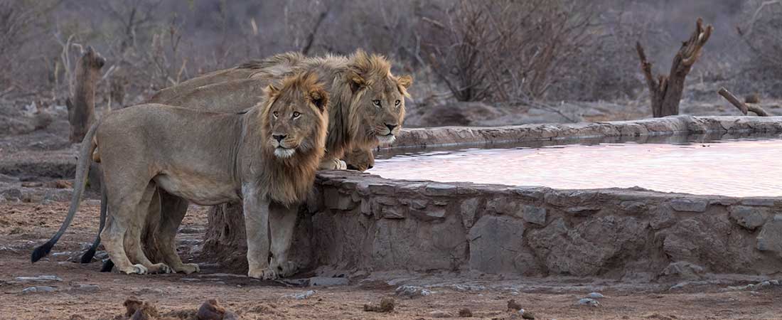madikwe-safari2