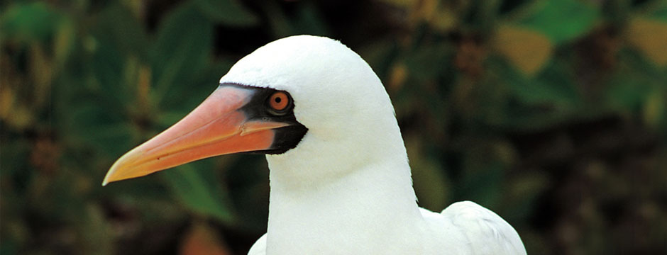Galápagos Ilhas do Oeste com Iate La Pinta