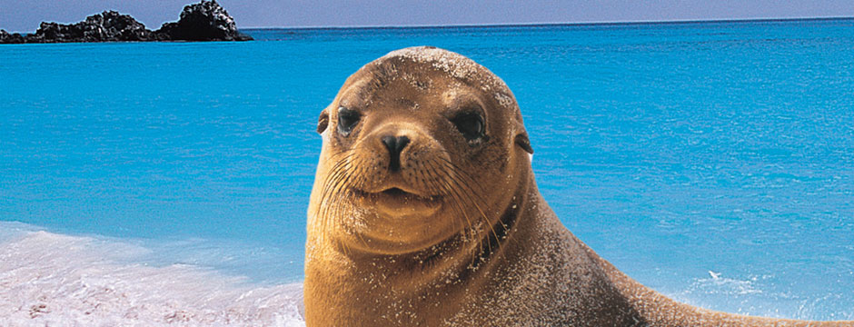 Galápagos Ilhas Centrais com Iate Isabela II