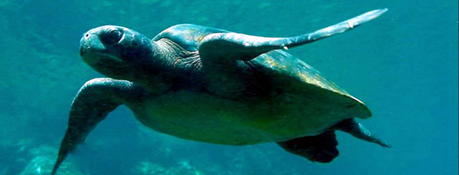 Galápagos Ilhas do Leste e Quito Galápagos Ilhas do Leste com Finch Bay e Quito - sem aéreo