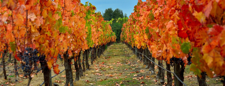 Rota do Vinho do Vale de Colchagua Rota do Vinho do Vale de Colchagua