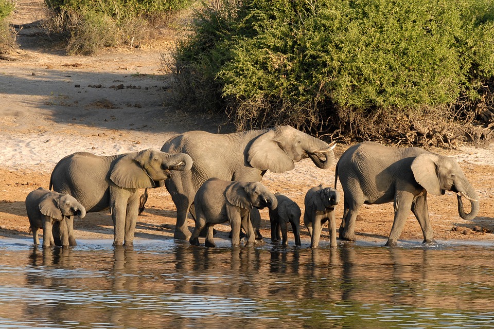 Extensão Victoria Falls e Chobe Chobe elefantes