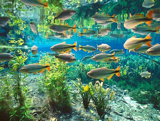 Aquario Natural_byo