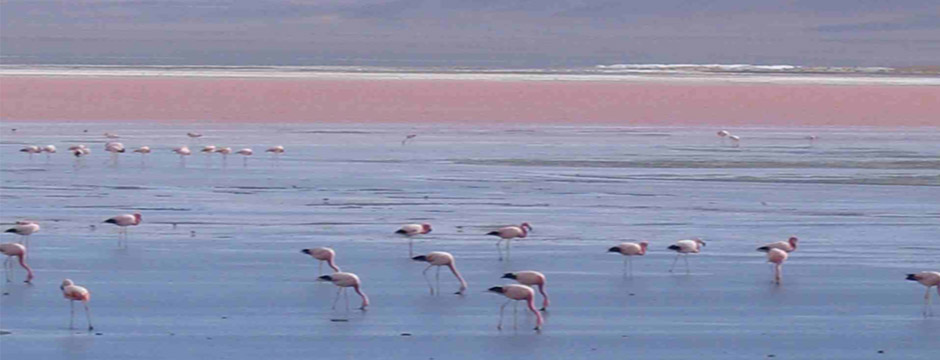 Deserto do Atacama e Salar do Uyuni - sem aéreo