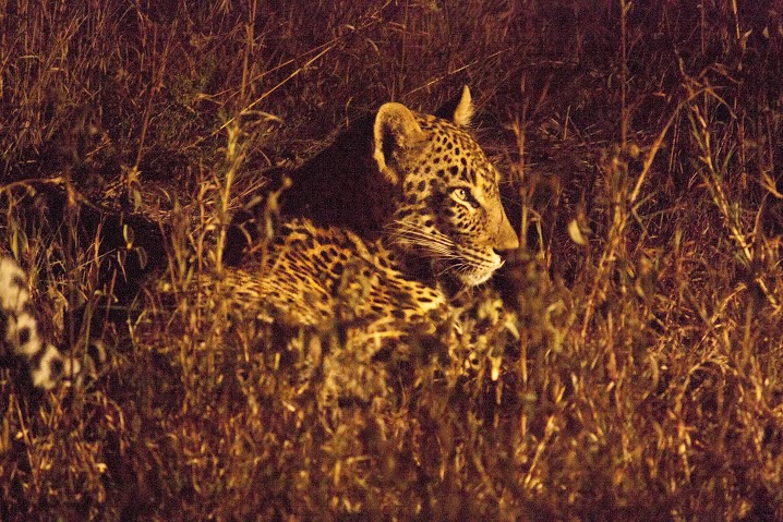 África do Sul - Leopardo