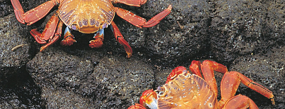 Galápagos Ilhas do Oeste com Iate La Pinta