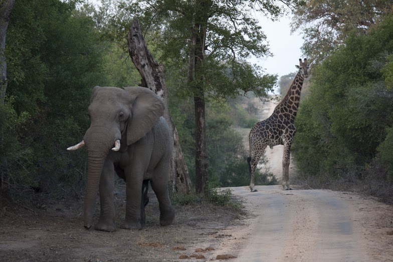 África do - Elefante e Girafa